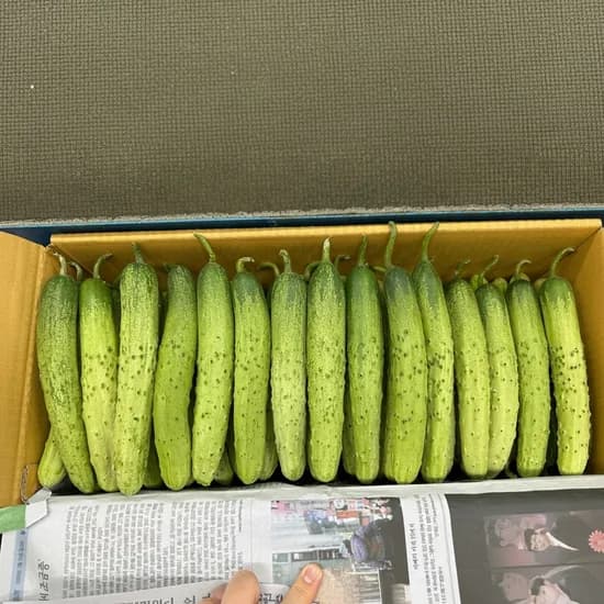 정다운농장 국내산 백다다기 오이, 피클용, 4.5kg, 1박스