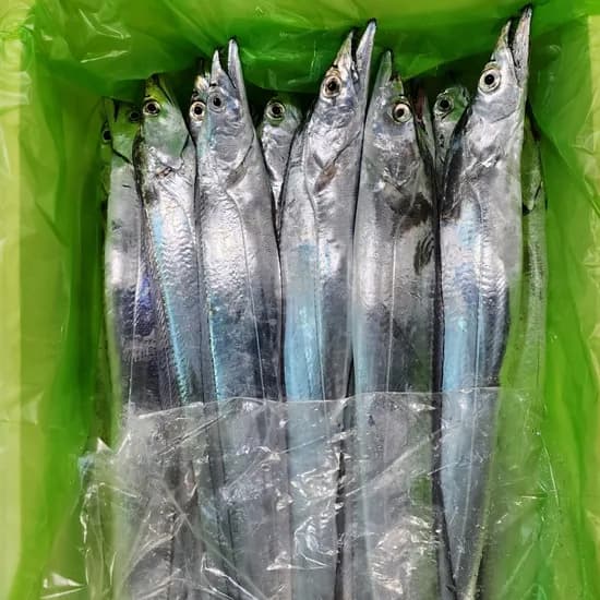 새벽경매 제주 갈치 생물 은갈치 대 3kg 7~8마리