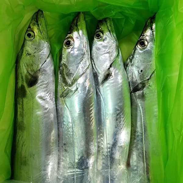 제주 갈치 생물 은갈치 왕특대+ 1.6kg 2마리 123,500원