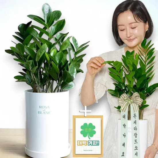 로사블랑 금전수, 국산 PP화분, 1개