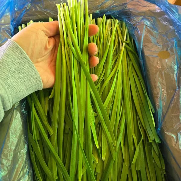 부추 특품 손질된 업소용 대용량 1kg