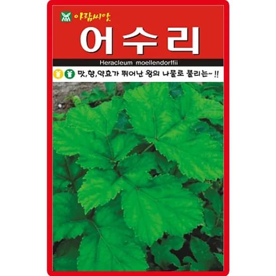 아람종묘 어수리, 50립, 1개