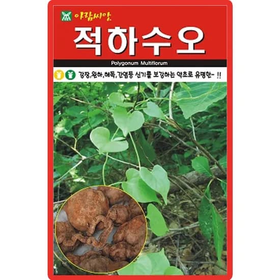 아람종묘 적하수오, 50립, 1개