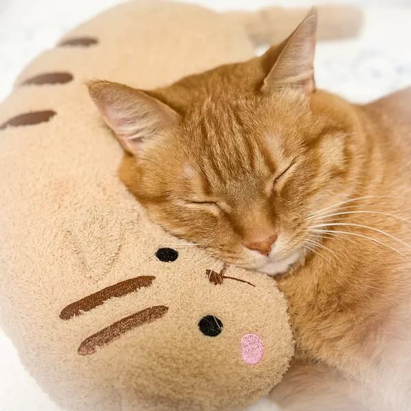 캐티맨 냥슬립 보들냥이 치즈, 베이지, 1개