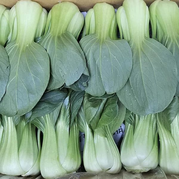 의령농산 국내산 청경채 간편손질 4kg 1박스 15,700원
