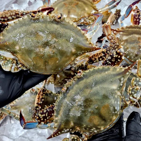 급냉 암꽃게 3-5미 1kg 1박스