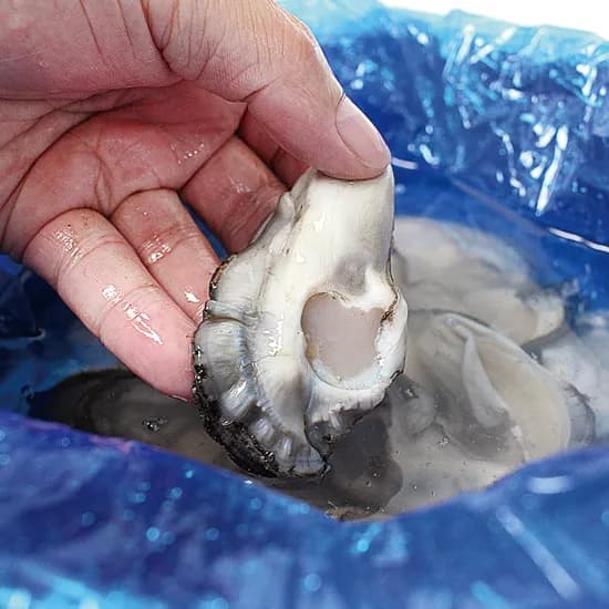 훈이수산 통영 생굴 중굴 1kg 1팩