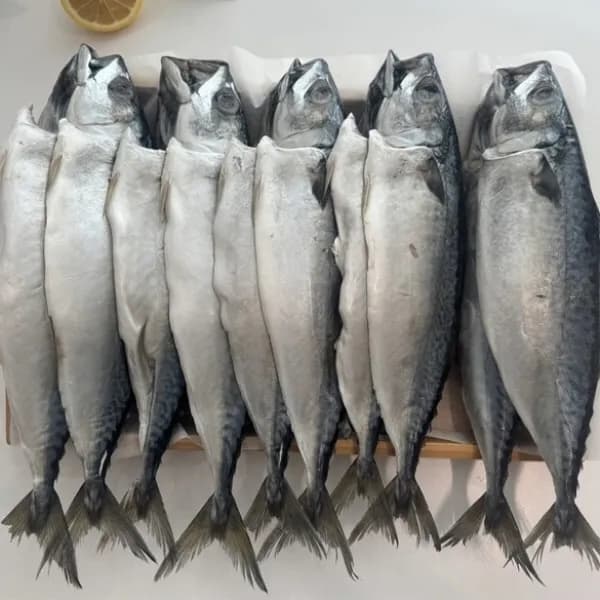 정품 국내산 자반고등어 특대 4.4kg 8마리