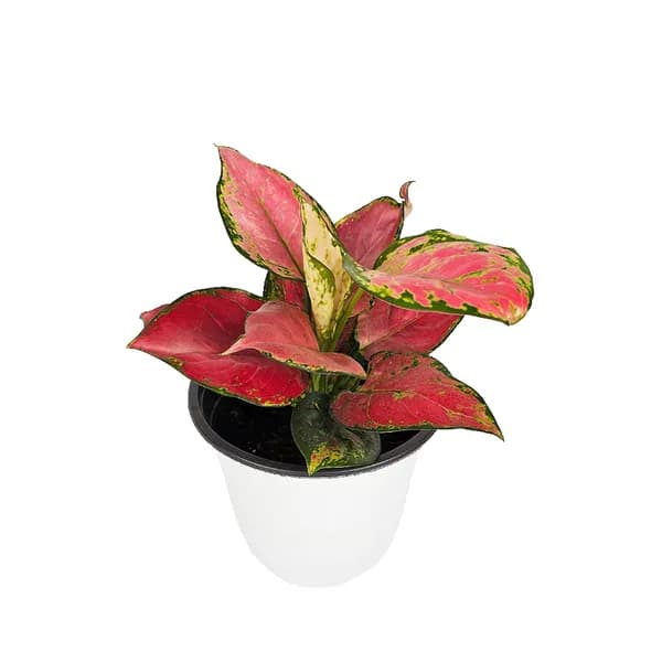 중형 아글레오네마 엔젤 화분 15cm 1개 15,900원