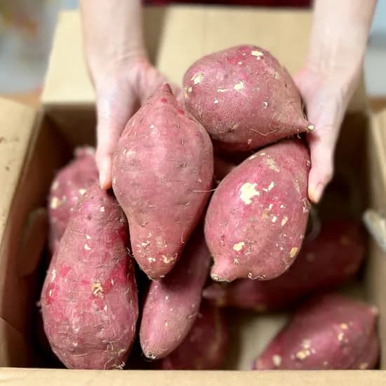 파머스넷 세척 무농약 호박고구마 한입 5kg 1박스