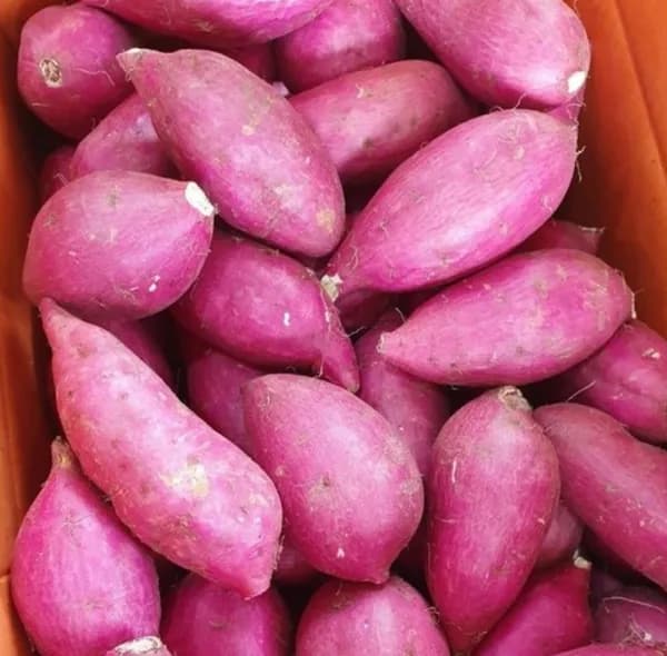 여주 햇 꿀밤고구마 한입 2kg 1박스 8,300원