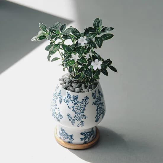펫플랜트 백정화 유월설 꽃담청화, 받침 7.5cm, 화산석 그레이, 1개