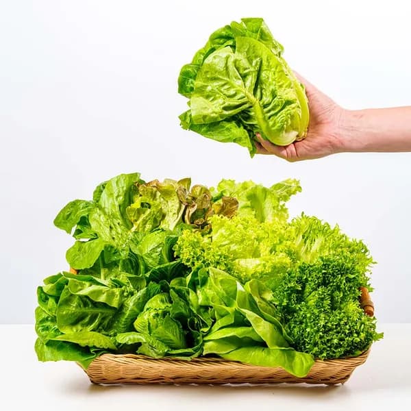 유러피안 샐러드 모듬쌈채소 1kg 1개 12,800원