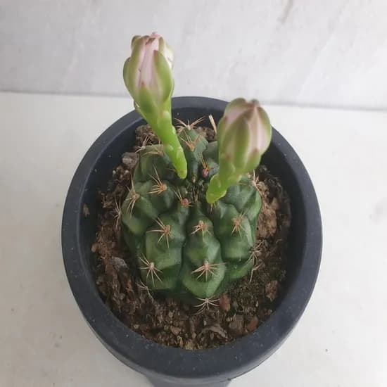 담시선인장, 진녹색, 1개
