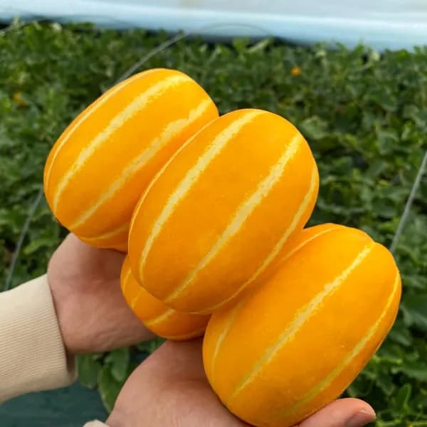 성주 꿀참외 랜덤과 혼합 2kg 1박스 13,500원