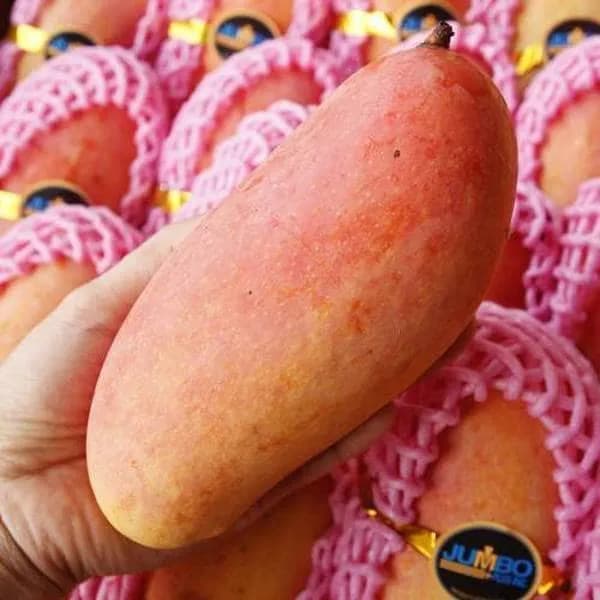 태국 마하차녹 무지개 망고 5kg 1박스