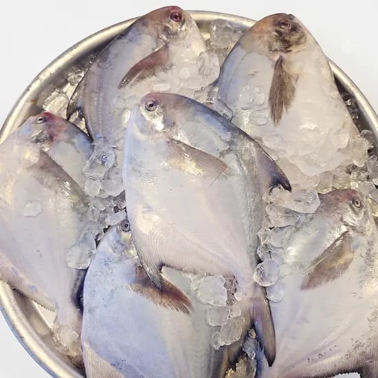 갓 잡은 자연산 생물 병어, 횟감용, 7-10미, 1kg, 1팩