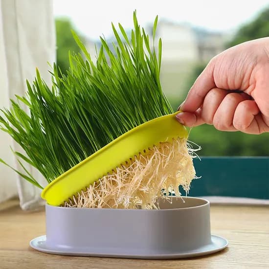행복한댕냥이 캣그라스 수경재배기, 고양이, 그린, 500g, 1개
