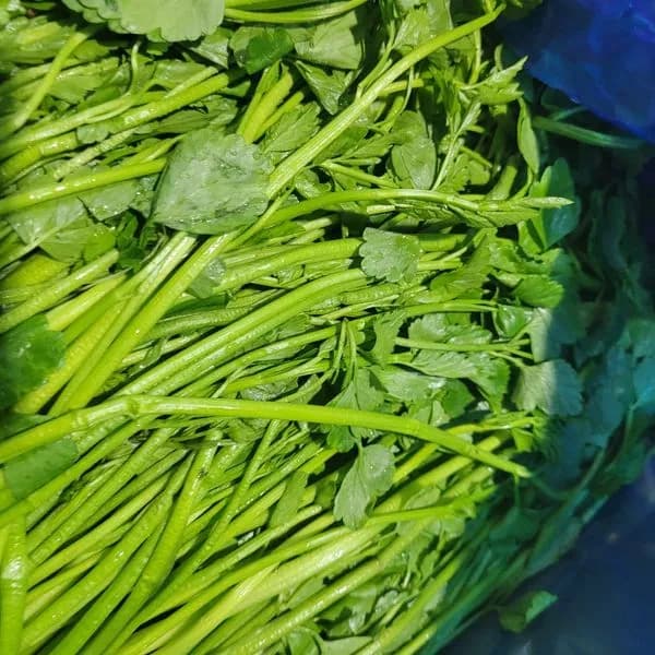 국내산 돌미나리 500g 2개