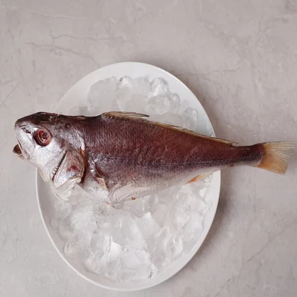 반건조 민어 특대 320-420g 1개