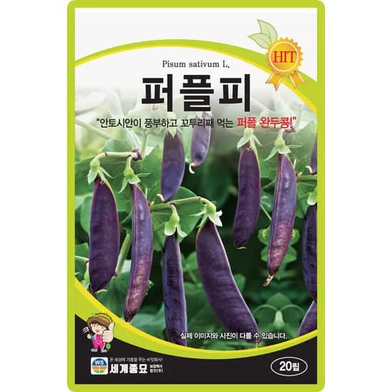 세계종묘 퍼플피 완두콩 씨앗, 조생종, 40립, 1개
