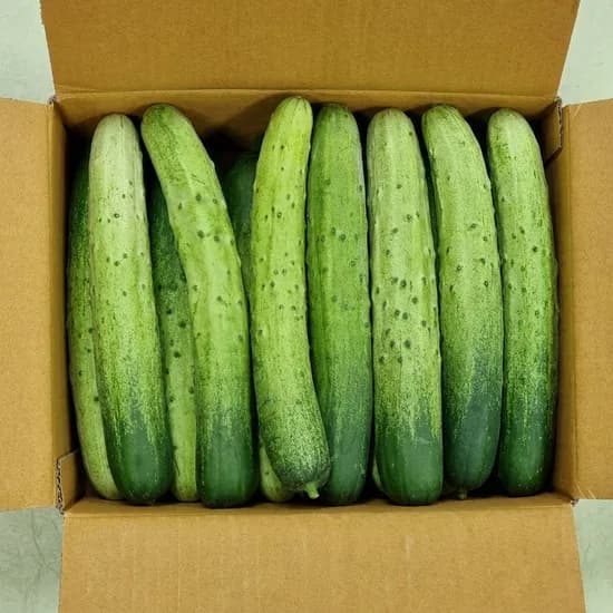 백다다기오이 상등급 1kg 1박스