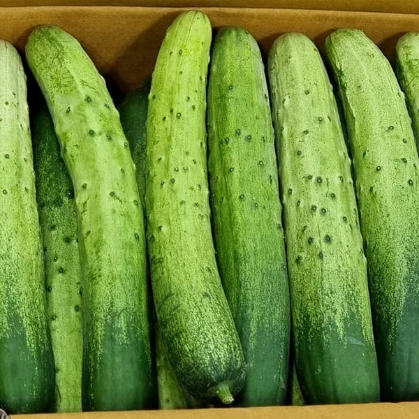 백다다기오이 상등급 2kg 1박스