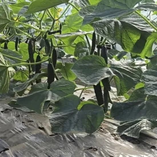 가시오이 못난이 35개 10kg