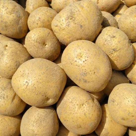 탐나유 수미 햇감자, 대, 5kg, 1개
