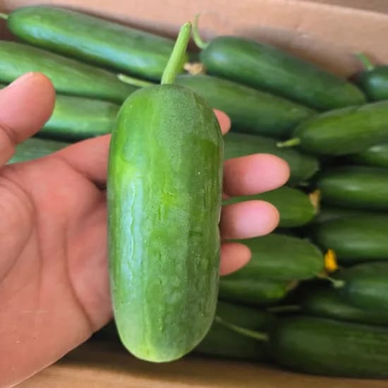 녹음상회 국내산 미니오이 스낵오이, 2kg, 1개