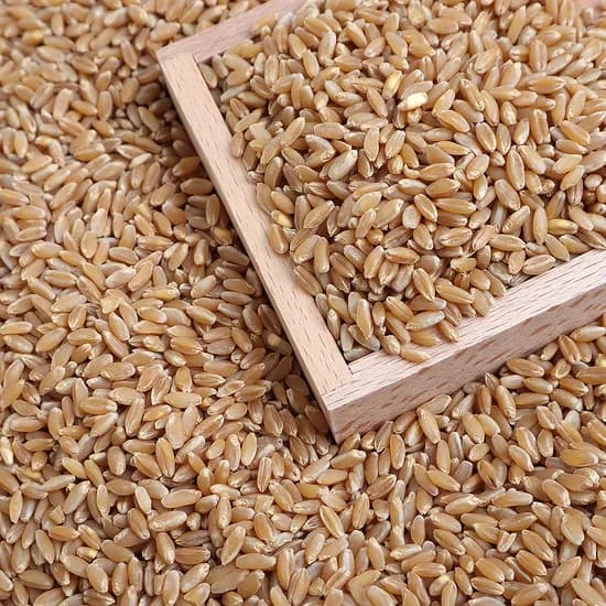 호라산밀(카무트) 고대곡물, 2025년, 1kg, 1개