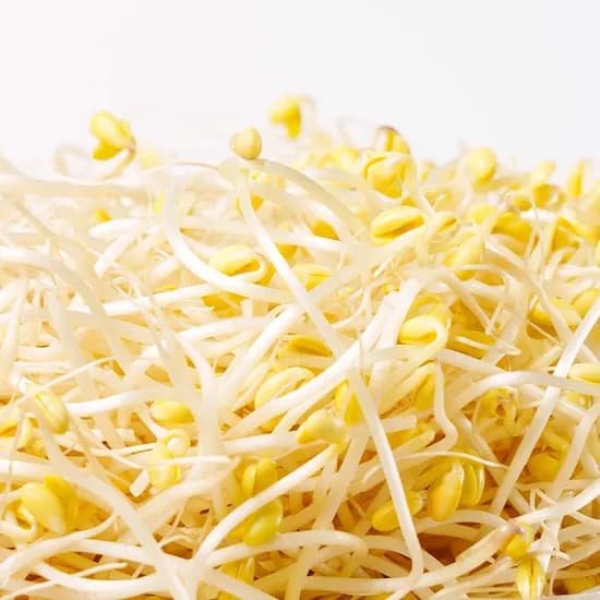 친환경 산소 콩나물, 1kg, 1개