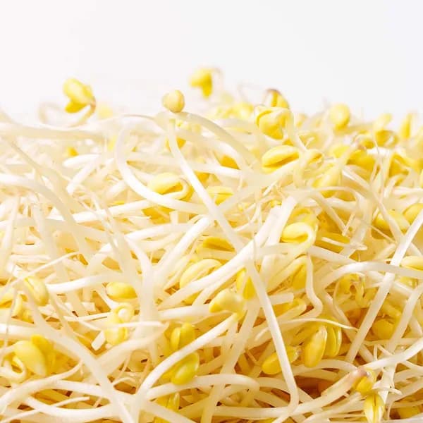 국내산 산소 콩나물 3kg
