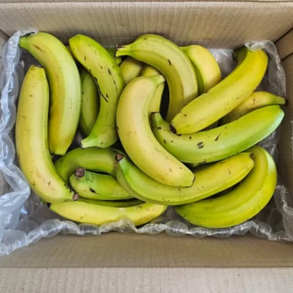 설탕 바나나 초고당도 6kg 1박스 14,900원