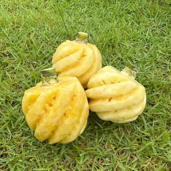 미니 파인애플 푸레 500g 1개
