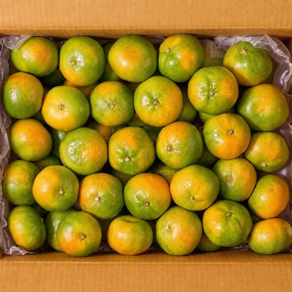 청춘코리아 제주 극조생 노지 감귤 소과 5kg 1개