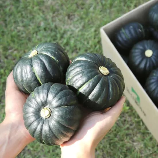 국내산 미니밤호박 보우짱, 4-18수 내외, 3kg, 1박스