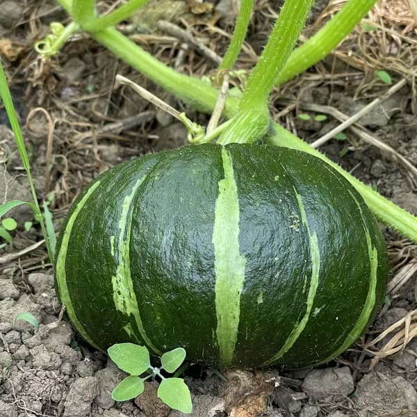 제주 미니밤호박 보우짱 소과(미니) 10kg 1박스