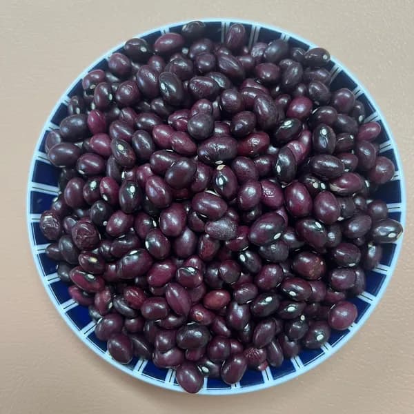 영원농산 울타리콩 밤콩 1kg