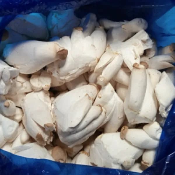 새송이버섯 미니 조림용 친환경 무농약 2kg