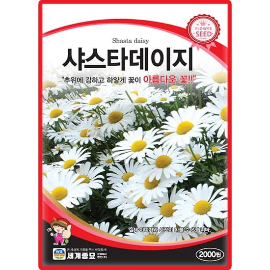 세계종묘 샤스타데이지, 2000립, 1개