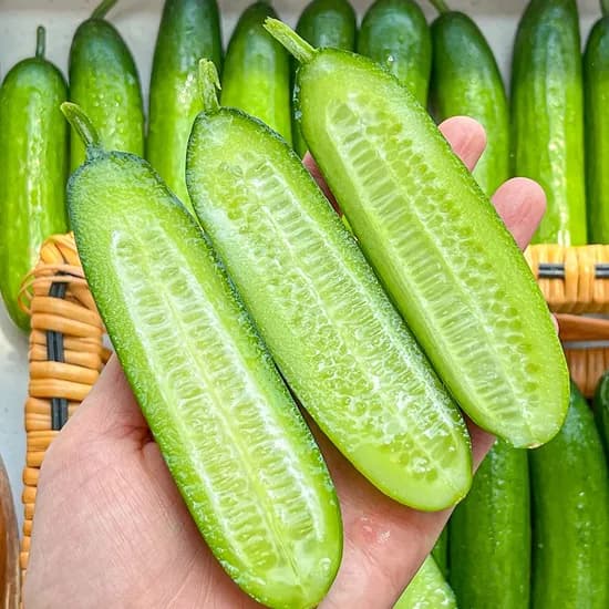 농가살리기 한입 미니오이, 2kg, 1박스, 특품