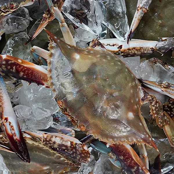 연평도 절단 암꽃게 특품 급냉 1kg 1팩
