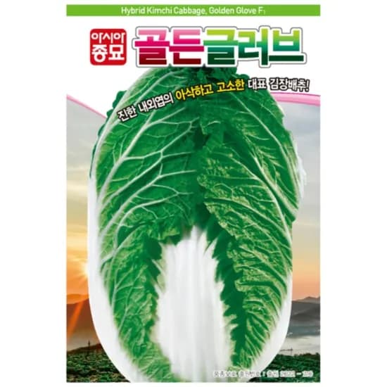아시아종묘 골든글러브 김장배추종자, 1개