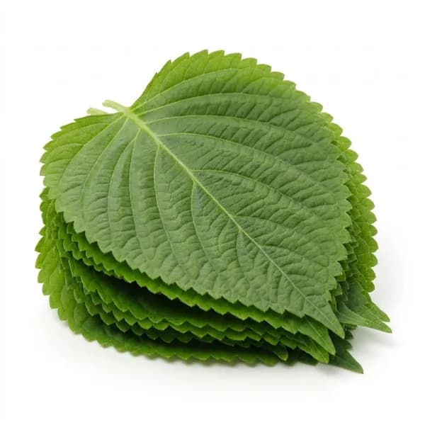 국내산 깻잎 2kg 1박스