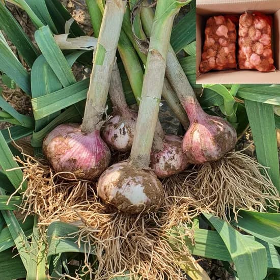 창녕 햇마늘 대 5kg 1개