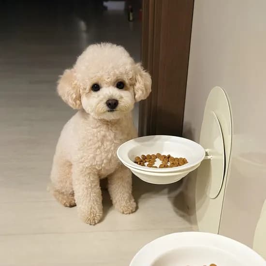 공중부양 벽면부착 강아지 도자기 식기세트, 화이트, 1개