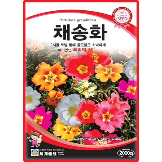 세계종묘 채송화 꽃씨 씨앗 종자, 채송화, 2000립