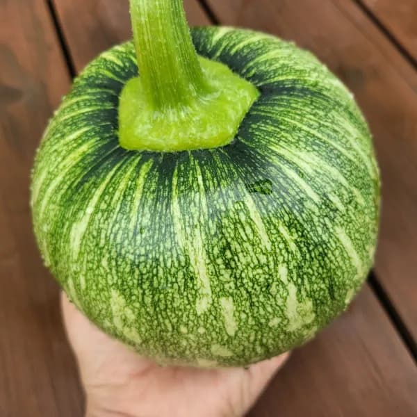 조선호박 1.5kg 2개 12,900원
