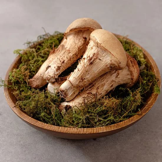 참송이버섯, 국내산, 꼬마&가정용 D용, 1kg, 1개